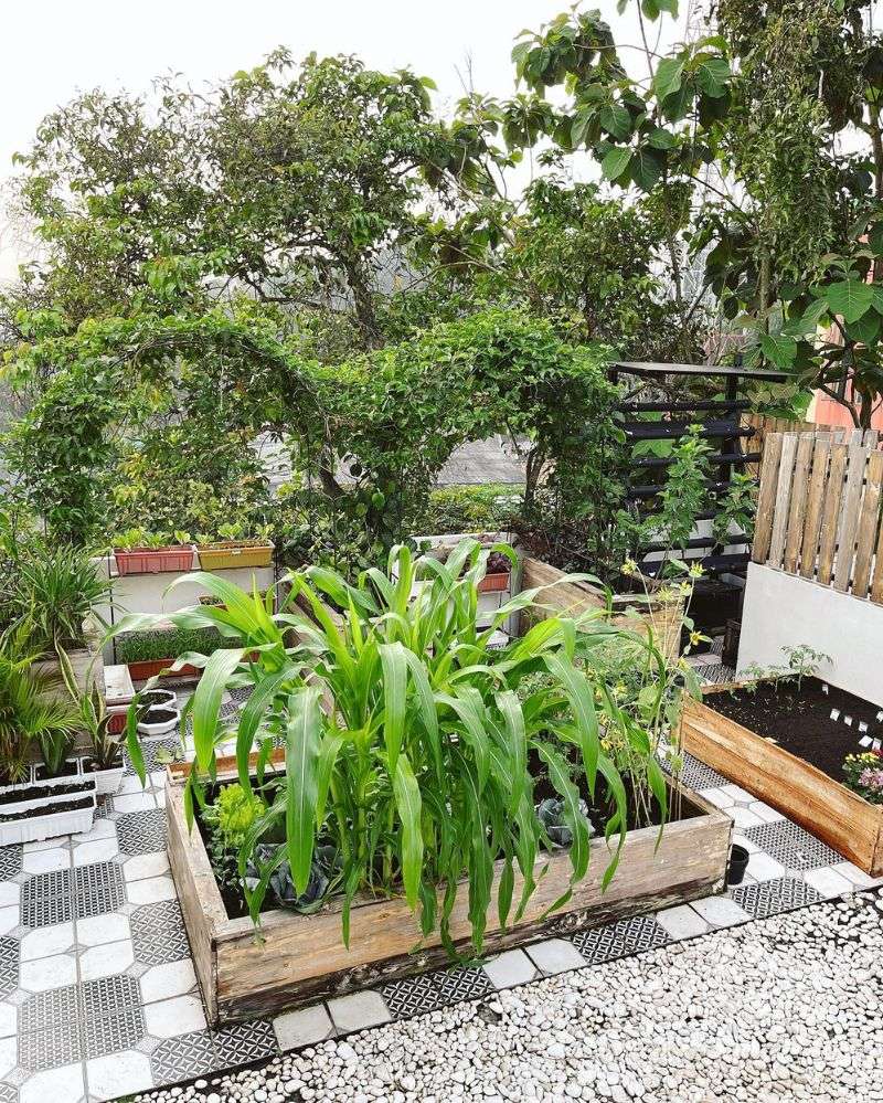 Potret Kebun Mini Young Lex di Rumah, Ternyata Hasil Hobi Sang Istri!