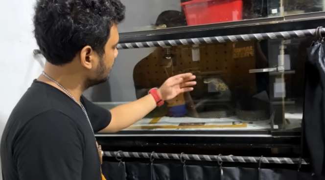 Potret Panji Petualang Hampir Dipatuk King Kobra Trenggalek yang Viral Gigit Pawangnya, Langsung Keluarkan Jurus Naruto!