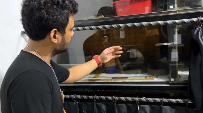 Potret Panji Petualang Hampir Dipatuk King Kobra Trenggalek yang Viral Gigit Pawangnya, Langsung Keluarkan Jurus Naruto!