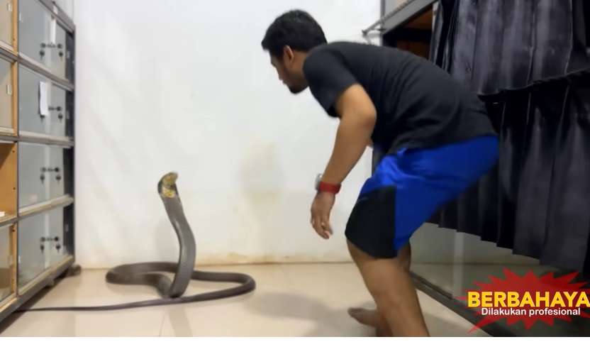 Potret Panji Petualang Hampir Dipatuk King Kobra Trenggalek yang Viral Gigit Pawangnya, Langsung Keluarkan Jurus Naruto!