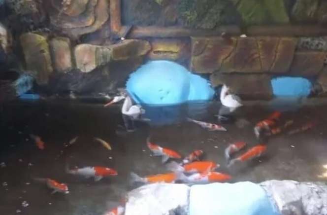 Adu Mewah Potret Rumah Opie Kumis VS Adul, Ternyata Sama-sama Gemar Pelihara Ini