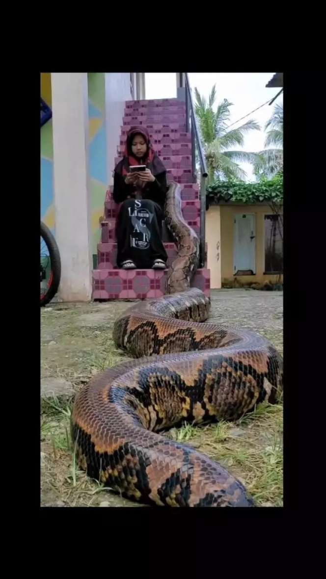 Potret Persahabatan Gadis Berhijab dengan Ular Raksasa, Aksinya Bikin Merinding!