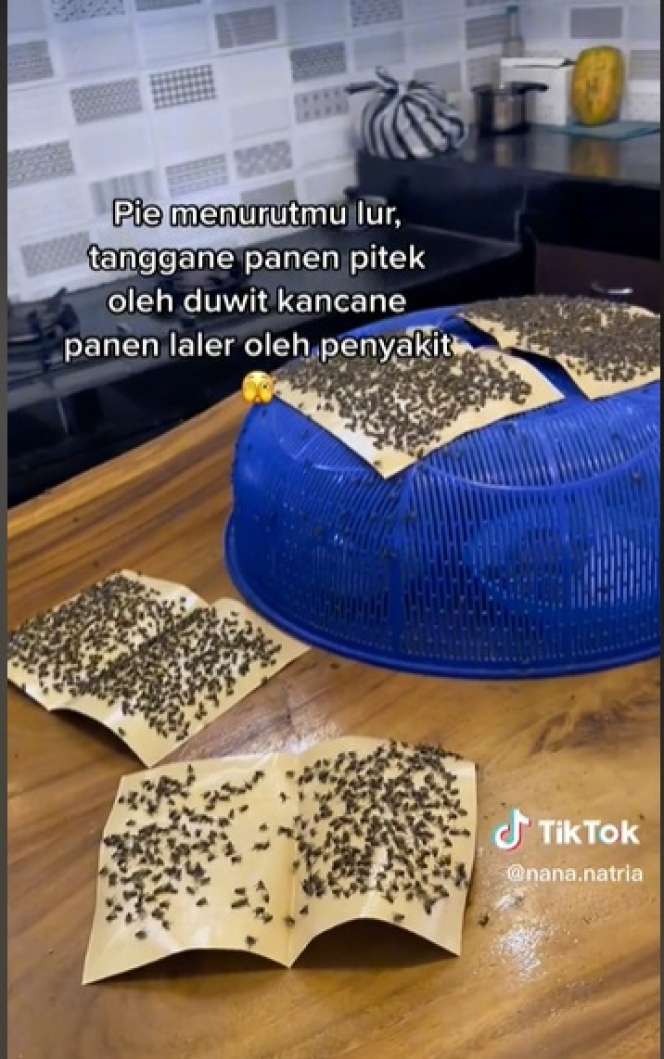 Potret Rumah Mewah Berubah Jadi Sarang Lalat, Ternyata Ulah Tetangga Peternak Ayam, Merinding Lihatnya!