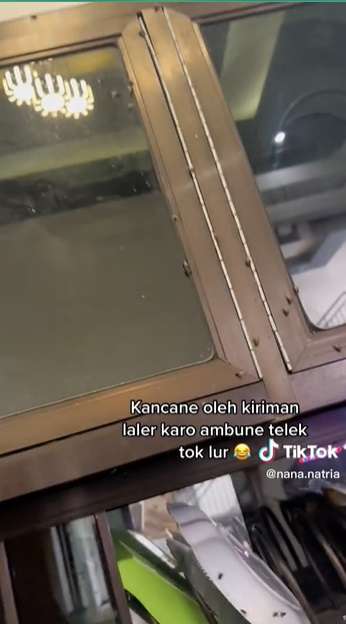 Potret Rumah Mewah Berubah Jadi Sarang Lalat, Ternyata Ulah Tetangga Peternak Ayam, Merinding Lihatnya!