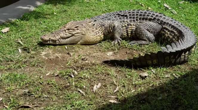 Momen Panji Petualang Terjebak di Kolam Buaya, Aksinya Bikin Ketar-ketir, Hampir Digigit!