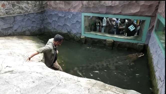 Momen Panji Petualang Terjebak di Kolam Buaya, Aksinya Bikin Ketar-ketir, Hampir Digigit!