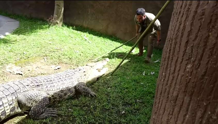 Momen Panji Petualang Terjebak di Kolam Buaya, Aksinya Bikin Ketar-ketir, Hampir Digigit!