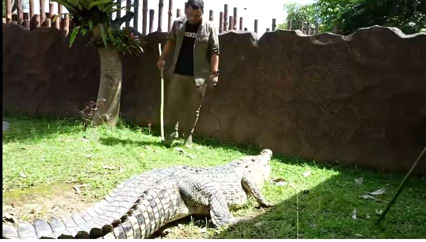 Momen Panji Petualang Terjebak di Kolam Buaya, Aksinya Bikin Ketar-ketir, Hampir Digigit!