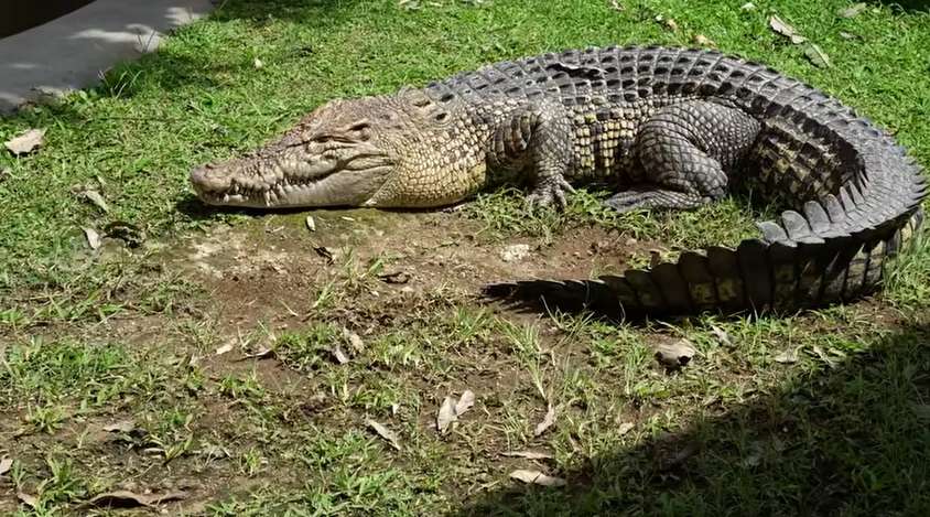 Momen Panji Petualang Terjebak di Kolam Buaya, Aksinya Bikin Ketar-ketir, Hampir Digigit!