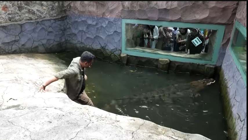 Momen Panji Petualang Terjebak di Kolam Buaya, Aksinya Bikin Ketar-ketir, Hampir Digigit!