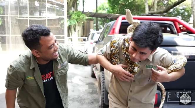 Bersahabat dengan Harimau, 7 Potret Alshad Ahmad Ketakutan Dililit Ular Piton Raksasa!