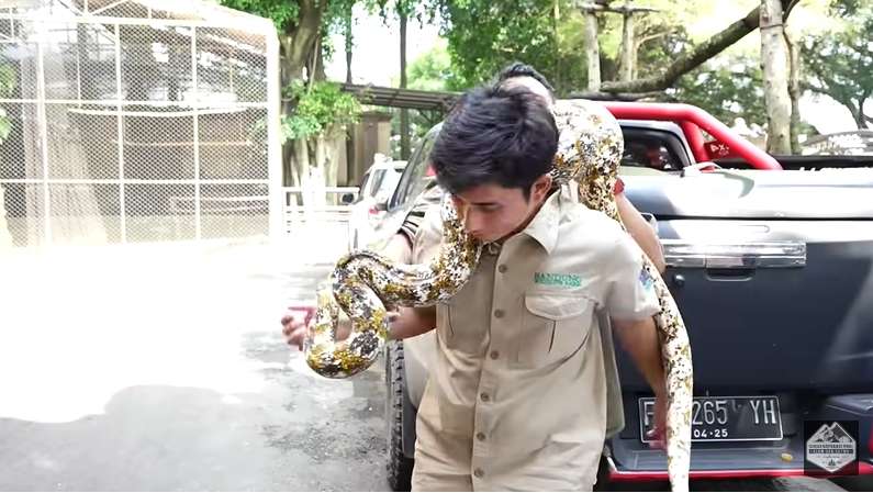 Bersahabat dengan Harimau, 7 Potret Alshad Ahmad Ketakutan Dililit Ular Piton Raksasa!