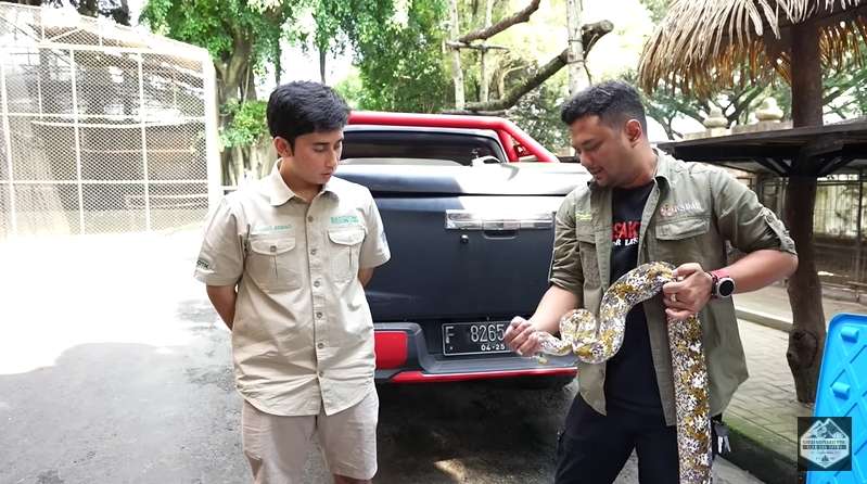 Bersahabat dengan Harimau, 7 Potret Alshad Ahmad Ketakutan Dililit Ular Piton Raksasa!