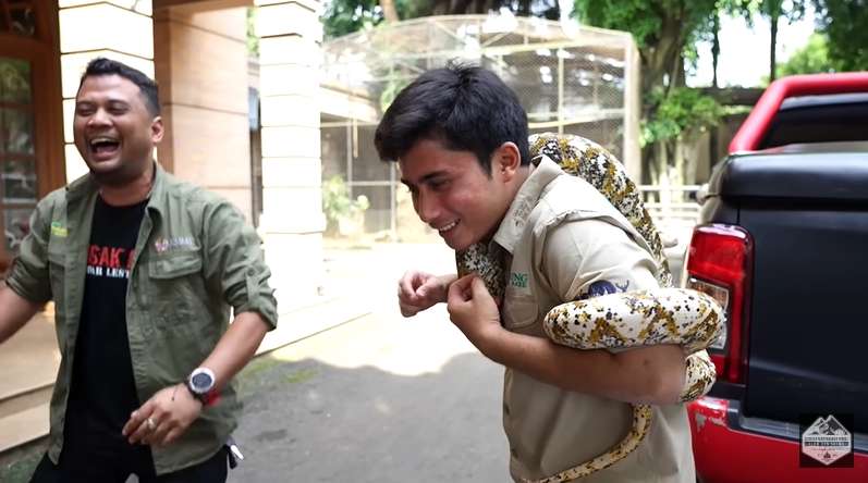Bersahabat dengan Harimau, 7 Potret Alshad Ahmad Ketakutan Dililit Ular Piton Raksasa!
