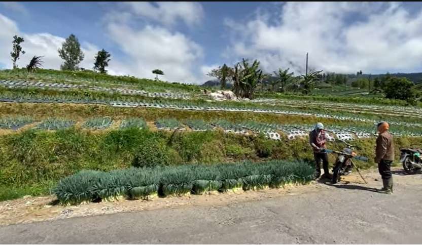 Potret Rumah Mewah Petani Daun Bawang di Temanggung, Lokasinya Bikin Takjub Ada di Lereng Gunung!