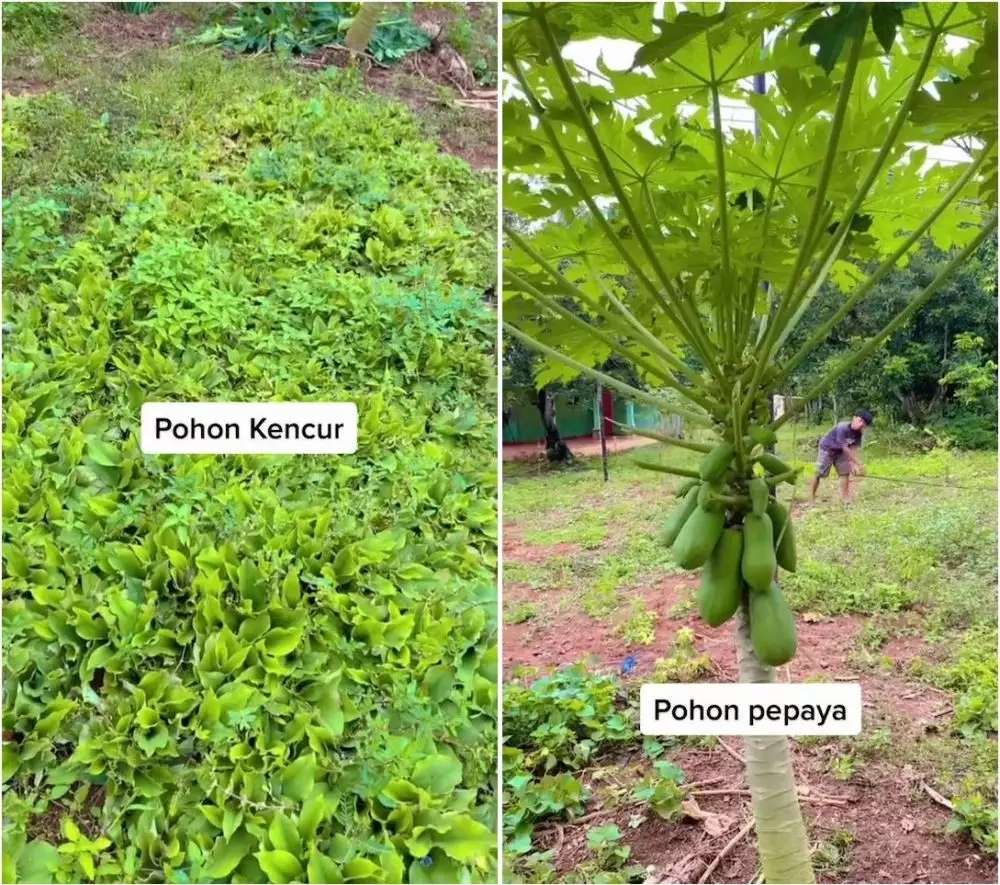 Viral Ladang Sayur Disulap Jadi Venue Nikah, Dekorasinya Bak Pernikahan Princess, Mewah Banget!