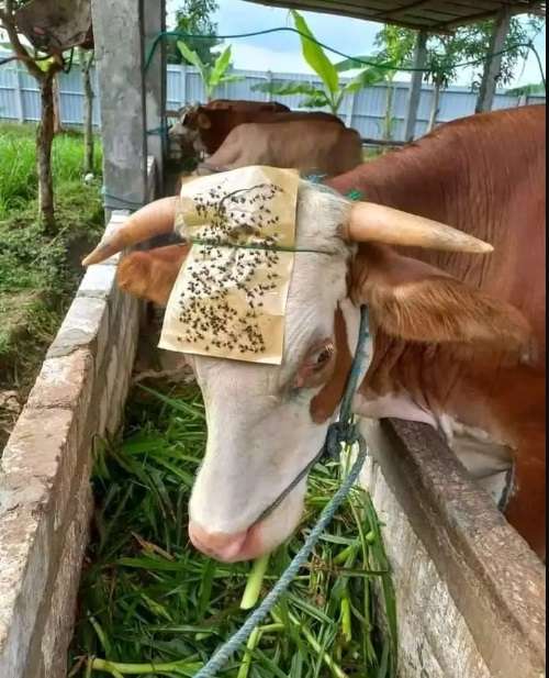 10 Potret Ide Kreatif di Luar Nalar Untuk Atasi Masalah, Hasilnya Bikin Geleng-geleng Kepala!