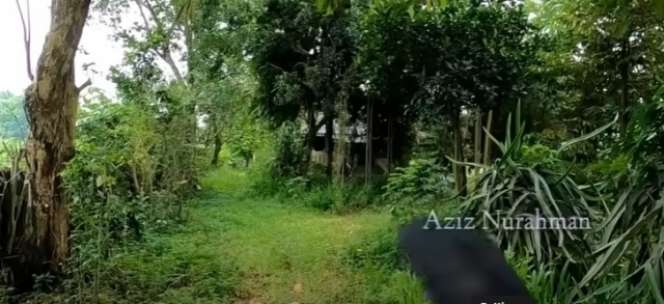 Potret Rumah Mewah Terbengkalai Milik Dokter Gigi di Jogja, Jadi Sarang Hantu, Ngeri!