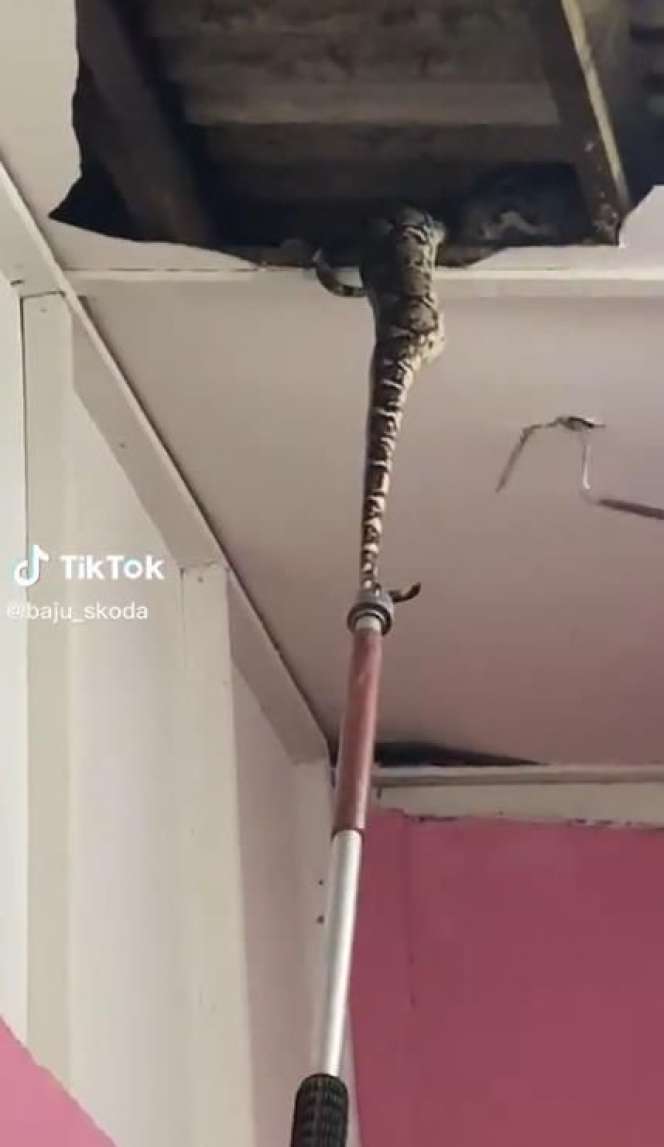 Potret Ular Piton Raksasa Jatuh Dari Atas Plafon Rumah, Dikira Satu Ekor Ternyata Sekeluarga, Penampakannya Bikin Merinding!
