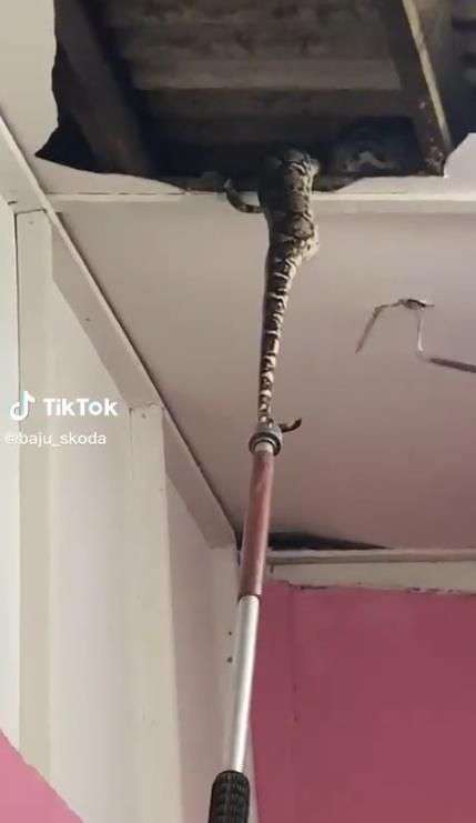 Potret Ular Piton Raksasa Jatuh Dari Atas Plafon Rumah, Dikira Satu Ekor Ternyata Sekeluarga, Penampakannya Bikin Merinding!