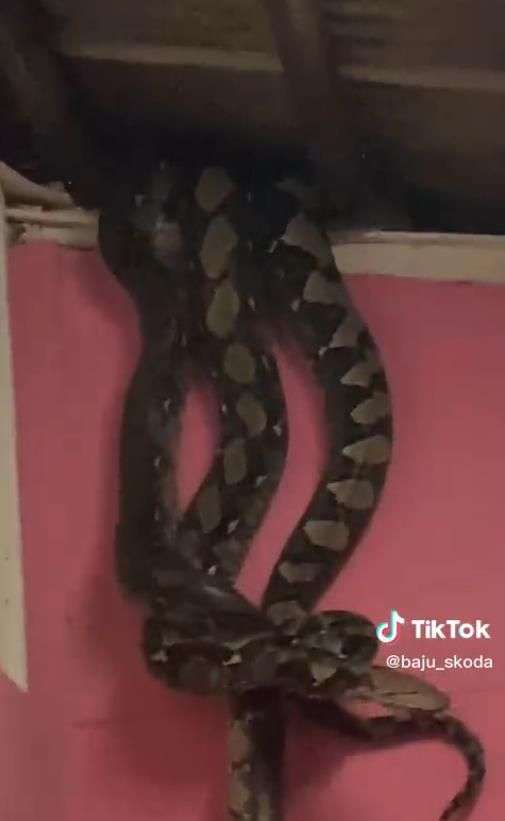 Potret Ular Piton Raksasa Jatuh Dari Atas Plafon Rumah, Dikira Satu Ekor Ternyata Sekeluarga, Penampakannya Bikin Merinding!