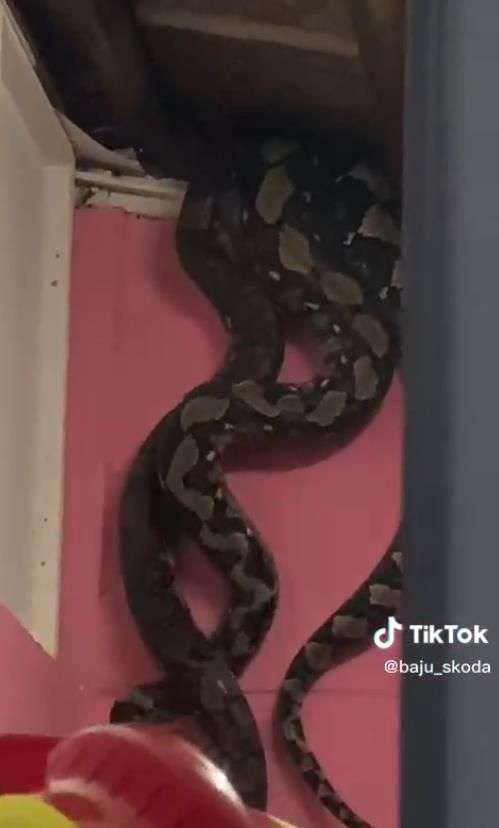 Potret Ular Piton Raksasa Jatuh Dari Atas Plafon Rumah, Dikira Satu Ekor Ternyata Sekeluarga, Penampakannya Bikin Merinding!