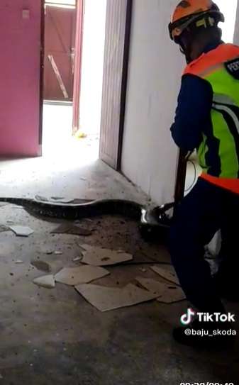 Potret Ular Piton Raksasa Jatuh Dari Atas Plafon Rumah, Dikira Satu Ekor Ternyata Sekeluarga, Penampakannya Bikin Merinding!