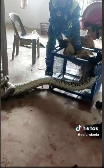 Potret Ular Piton Raksasa Jatuh Dari Atas Plafon Rumah, Dikira Satu Ekor Ternyata Sekeluarga, Penampakannya Bikin Merinding!