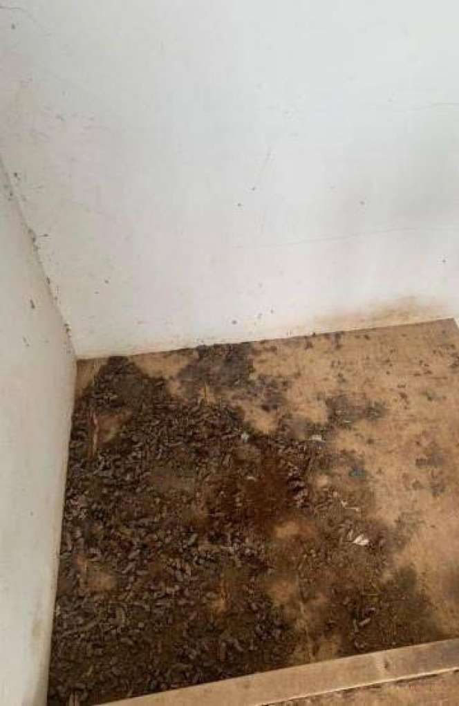 Potret Kontrakan Disewa Orang Ngaku Pecinta Kucing, Kondisinya Bikin Merinding!