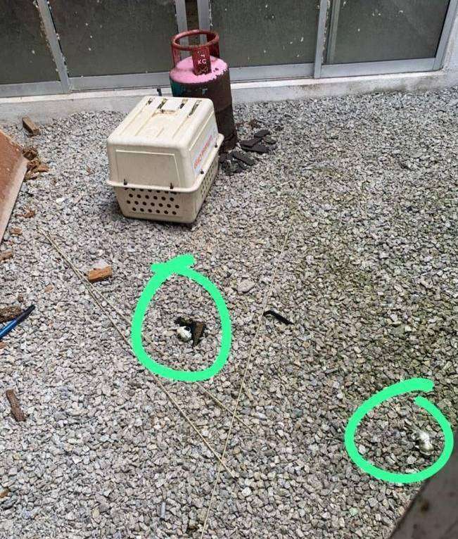 Potret Kontrakan Disewa Orang Ngaku Pecinta Kucing, Kondisinya Bikin Merinding!