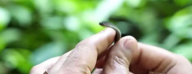Penampakan Tak Biasa Ular Naga Endemik Jawa, Saat Dilihat Seolah Mati, Ternyata Masih Hidup!