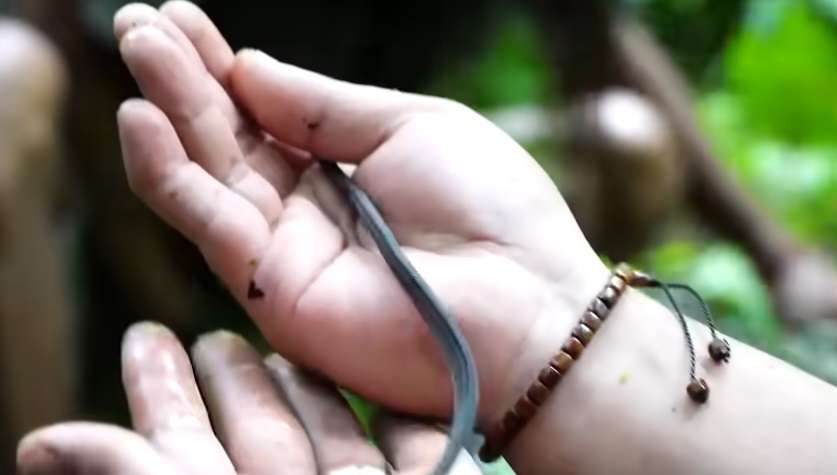 Penampakan Tak Biasa Ular Naga Endemik Jawa, Saat Dilihat Seolah Mati, Ternyata Masih Hidup!