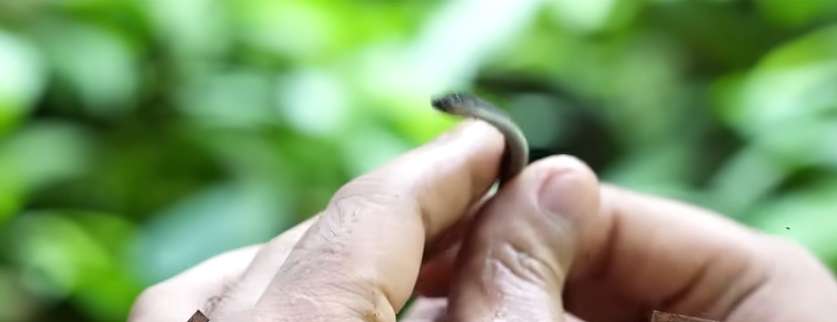 Penampakan Tak Biasa Ular Naga Endemik Jawa, Saat Dilihat Seolah Mati, Ternyata Masih Hidup!