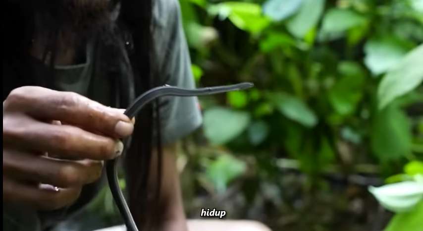Penampakan Tak Biasa Ular Naga Endemik Jawa, Saat Dilihat Seolah Mati, Ternyata Masih Hidup!