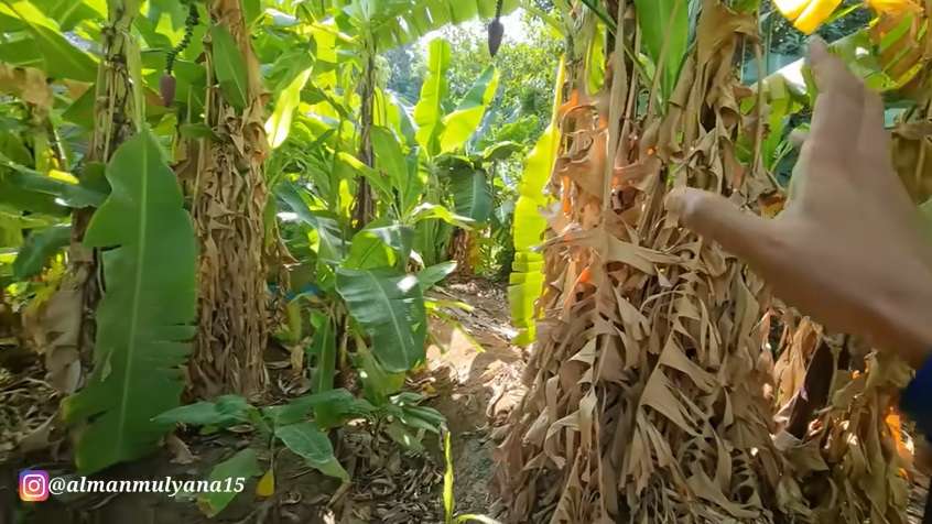 Potret Pemandangan Tak Biasa di Pinggiran Kota Arab Saudi, Banyak Tanaman Semakin Menghijau, Pertanda Akhir Zaman?