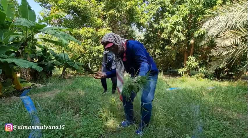 Potret Pemandangan Tak Biasa di Pinggiran Kota Arab Saudi, Banyak Tanaman Semakin Menghijau, Pertanda Akhir Zaman?