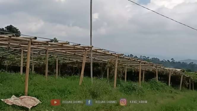 Potret Rumah Mewah Milik Pengusaha Cantik yang Hidup di Desa, Hasil Sekali Panen Bisa Beli Satu Mobil!