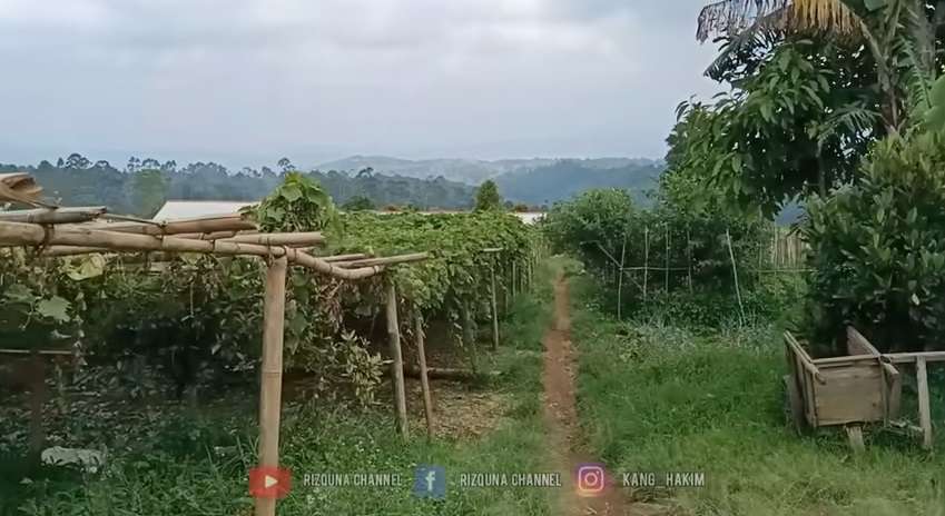 Potret Rumah Mewah Milik Pengusaha Cantik yang Hidup di Desa, Hasil Sekali Panen Bisa Beli Satu Mobil!