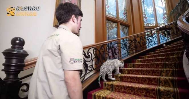 Potret Rumah Alshad Ahmad Dimasuki Harimau Putih, Sofa dan Gorden Robek Digigiti