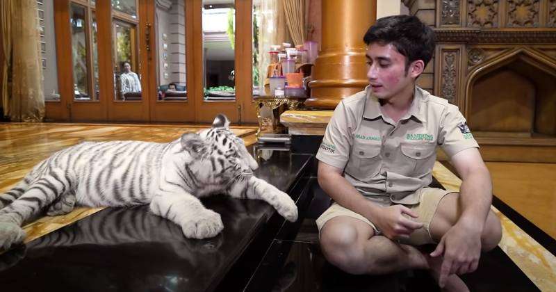 Potret Rumah Alshad Ahmad Dimasuki Harimau Putih, Sofa dan Gorden Robek Digigiti
