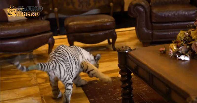 Potret Rumah Alshad Ahmad Dimasuki Harimau Putih, Sofa dan Gorden Robek Digigiti