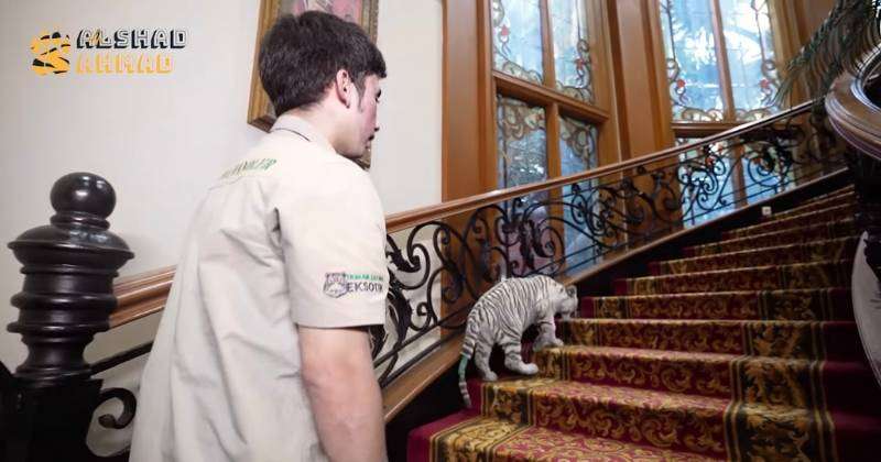 Potret Rumah Alshad Ahmad Dimasuki Harimau Putih, Sofa dan Gorden Robek Digigiti