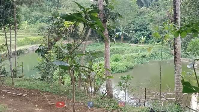 Potret Rumah Unik di Tengah Hutan, Desainnya Tak Biasa, Pemilik Simpan Banyak Barang Antik!