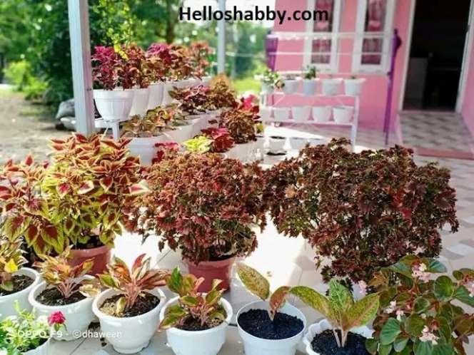 Potret Rumah Serba Pink di Tengah Desa, Tampilannya Super Cantik, Bikin Betah Seharian!