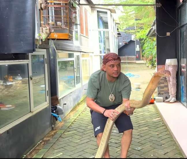 Potret Ular King Kobra Terbesar di Kalimantan Ini Lebih Galak dari Garaga, Panji Petualang sampai Kewalahan hingga Nyaris Digigit!