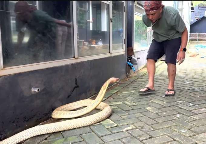 Potret Ular King Kobra Terbesar di Kalimantan Ini Lebih Galak dari Garaga, Panji Petualang sampai Kewalahan hingga Nyaris Digigit!