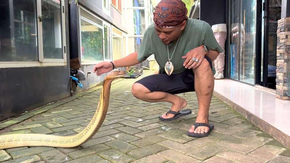 Potret Ular King Kobra Terbesar di Kalimantan Ini Lebih Galak dari Garaga, Panji Petualang sampai Kewalahan hingga Nyaris Digigit!