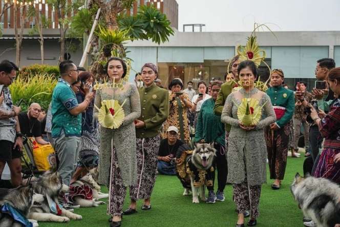 Viral Pernikahan Anjing Jojo-Luna Habiskan Rp200 Juta Berakhir Tinggal Terpisah, Lihat 8 Potretnya