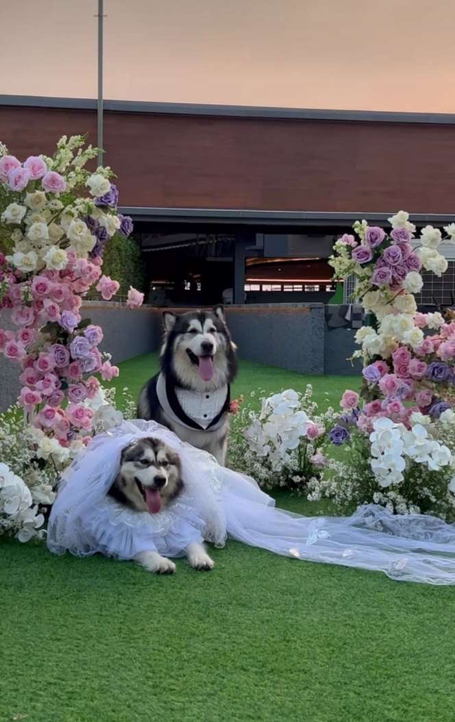 Viral Pernikahan Anjing Jojo-Luna Habiskan Rp200 Juta Berakhir Tinggal Terpisah, Lihat 8 Potretnya