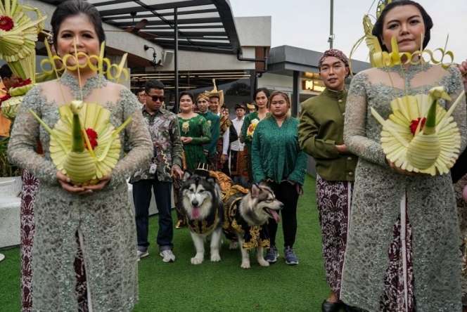 Viral Pernikahan Anjing Jojo-Luna Habiskan Rp200 Juta Berakhir Tinggal Terpisah, Lihat 8 Potretnya